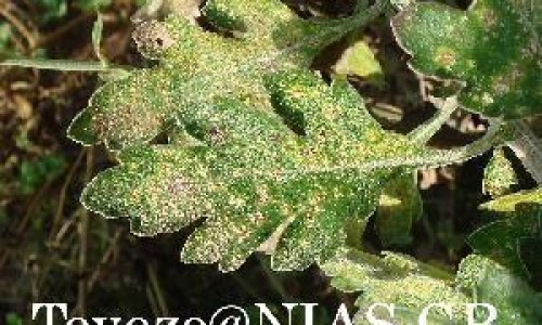 季节性鼻炎怎么调理最好、季节性鼻炎缓解小妙招 -季节性鼻炎吃什么食物调理网